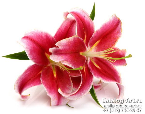 Pink lilies 27